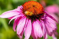 Insects