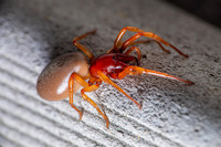 Woodlouse Spider; Family: Drysderidae; Drysdera crocata