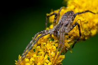 American Nursery Web Spider; Family: Pisauridae; Pisaurina mina