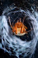 Lattice Orbweaver; Family: Araneidae; Araneus thaddeus