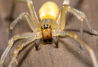 Yellow Sac Spider; Family: Cheiracanthiidae; Cheiracanthium sp.
