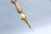 Feather-legged Orbweaver; Family: Uloboridae; Uloborus glomosus