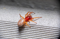 Woodlouse Spider; Family: Drysderidae; Drysdera crocata