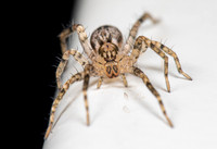 Ghost Spider; Family: Anyphaenidae; Anyphaena sp.