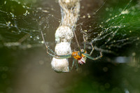 Basilica Orbweaver; Family: Araneidae; Mecynogea lemniscata
