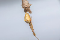 Feather-legged Orbweaver; Family: Uloboridae; Uloborus glomosus