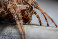 Spotted Orbweaver; Family: Araneidae; Neoscona crucifera