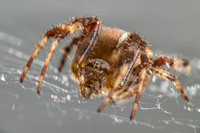 Cross Orbweaver; Family: Araneidae; Araneus diadematus