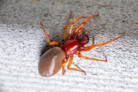 Woodlouse Spider; Family: Drysderidae; Drysdera crocata