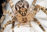 Spiders