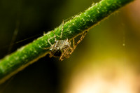 Pirate Spider; Family: Mimetidae
