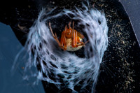 Lattice Orbweaver; Family: Araneidae; Araneus thaddeus