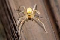 Yellow Sac Spider; Family: Cheiracanthiidae; Cheiracanthium sp.
