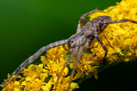 American Nursery Web Spider; Family: Pisauridae; Pisaurina mina