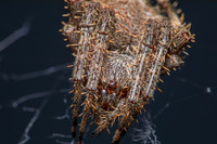 Spotted Orbweaver; Family: Araneidae; Neoscona crucifera