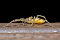 Yellow Sac Spider; Family: Cheiracanthiidae; Cheiracanthium sp.