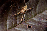 Ghost Spider; Family: Anyphanidae