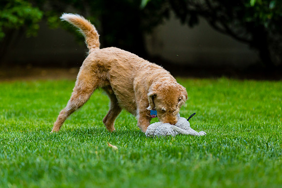 Oscar pounce!