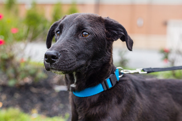 Ralphie (Male)