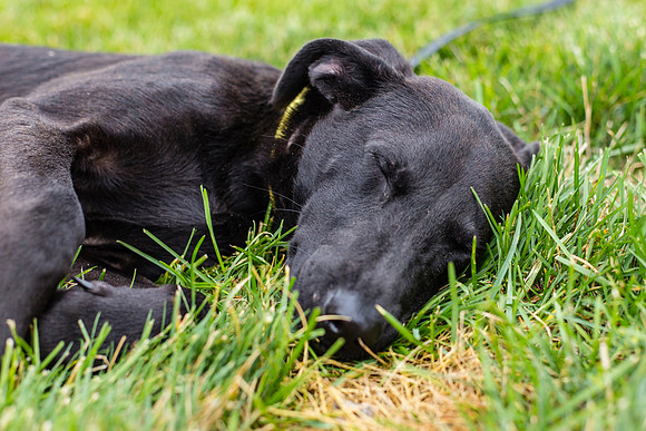 Rex (Male)
